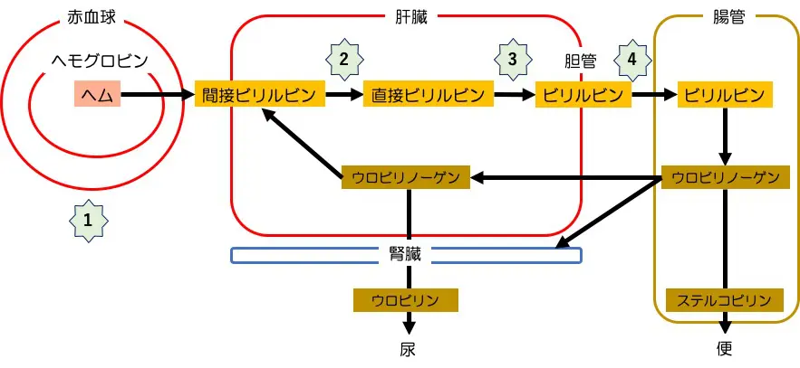 高ビリルビン血症とは血中ビリルビン値が1.2㎎ ㎗以上と定義され、2.0㎎ ㎗以上となると眼球の黄染など黄疸として症状が出てくるとの事。このような症状は、ほどんどの新生児において生後1週までの間にみら母乳を早く、よこせ〜〜‼️
