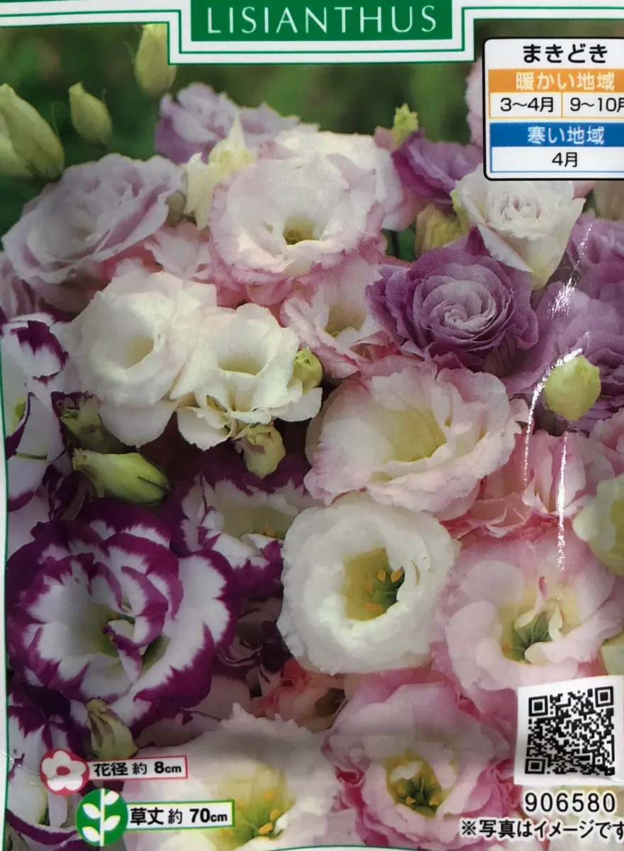 トルコキキョウはトルコ原産じゃない？！特徴や種類、花言葉、育て方トルコ旅行・トルコツアー おすすめプラン満載の ターキッシュエア＆トラベル