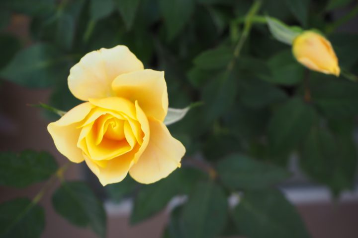 Editor's Eyes 植物の大敵「うどんこ病」、菌に寄生するカビで感染防止