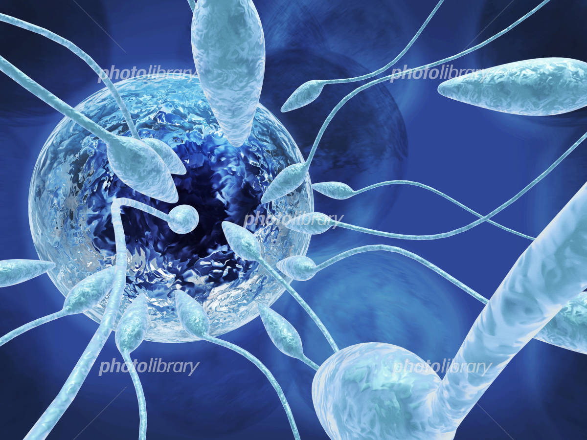 受精卵イラスト無料イラスト・フリー素材なら「イラストAC」