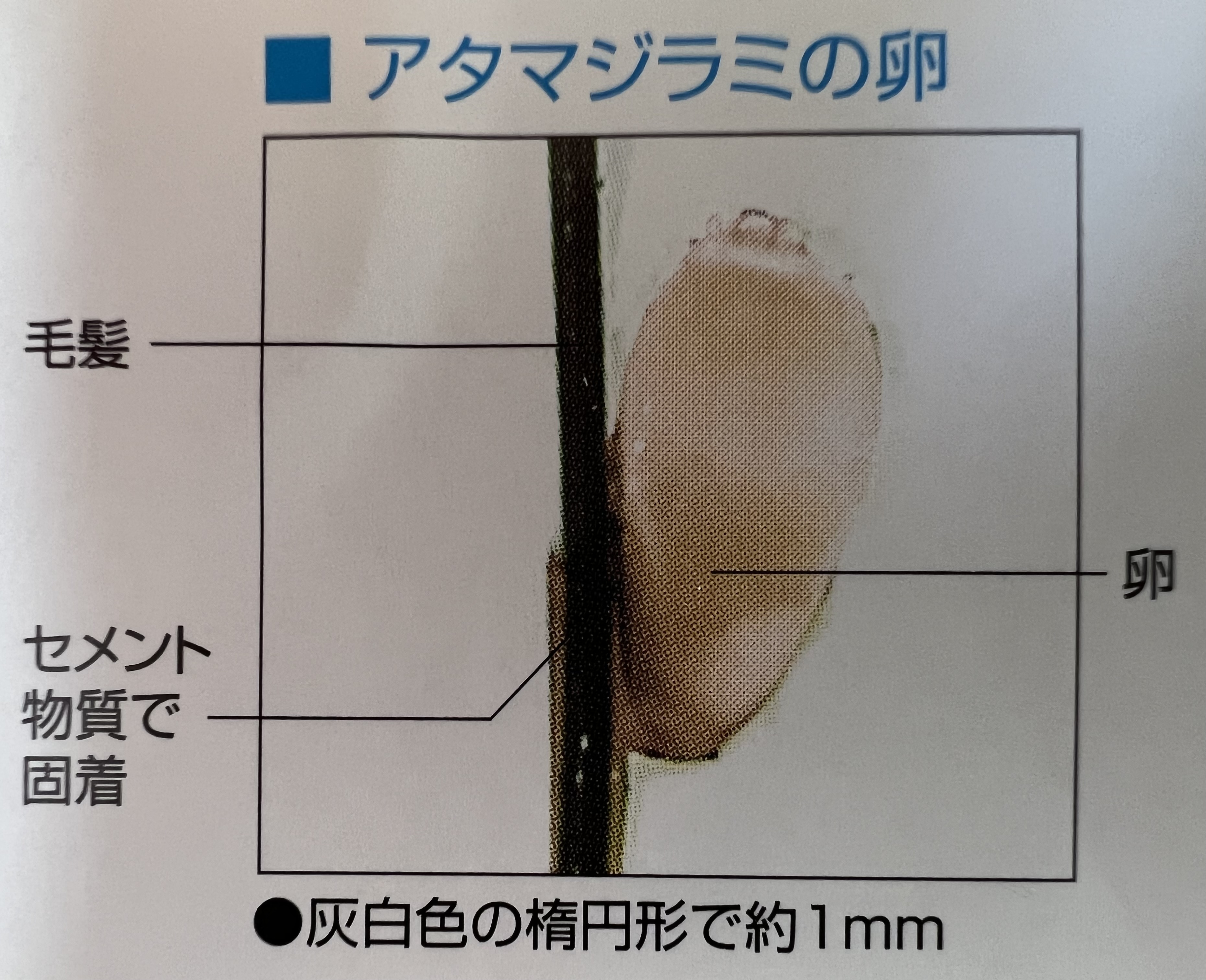 千葉県佐倉市の若山動物病院です。今回は普段あまり見ることのない寄生虫を見ることができました。それはシラミ です。よくみられることが多いのはノミやダニだと思いますが、シラミも寄生することがあります。猫に寄生するのはネコハジラミと言います