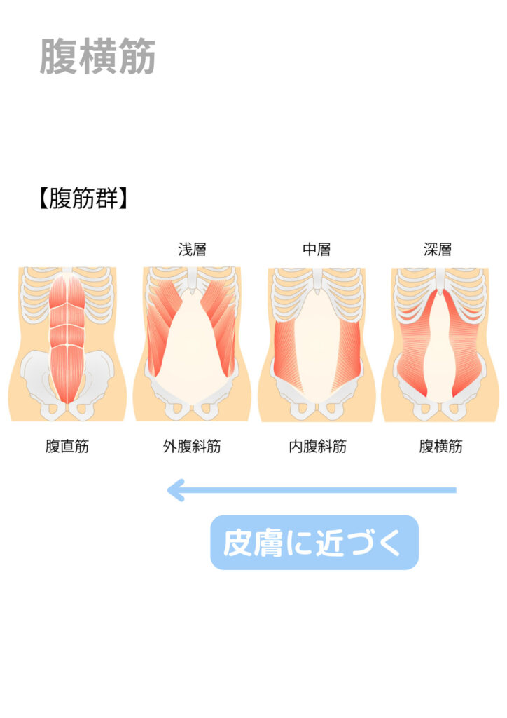 横浜鶴見の整体院 腹直筋離開とは？横浜鶴見の『本当に治る』と評判の整体院