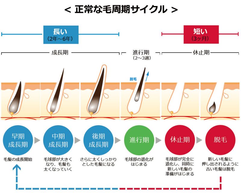 AGAの治療期間と発毛サイクル – メンズラボ