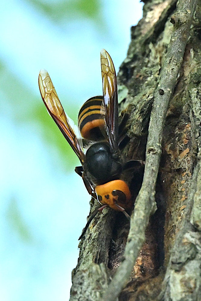 蜂から身を守ろう！蜂を家に寄せ付けないための対策や蜂の種類について解説 アットホーム 住まい・不動産のお役立ち情報＆ツール