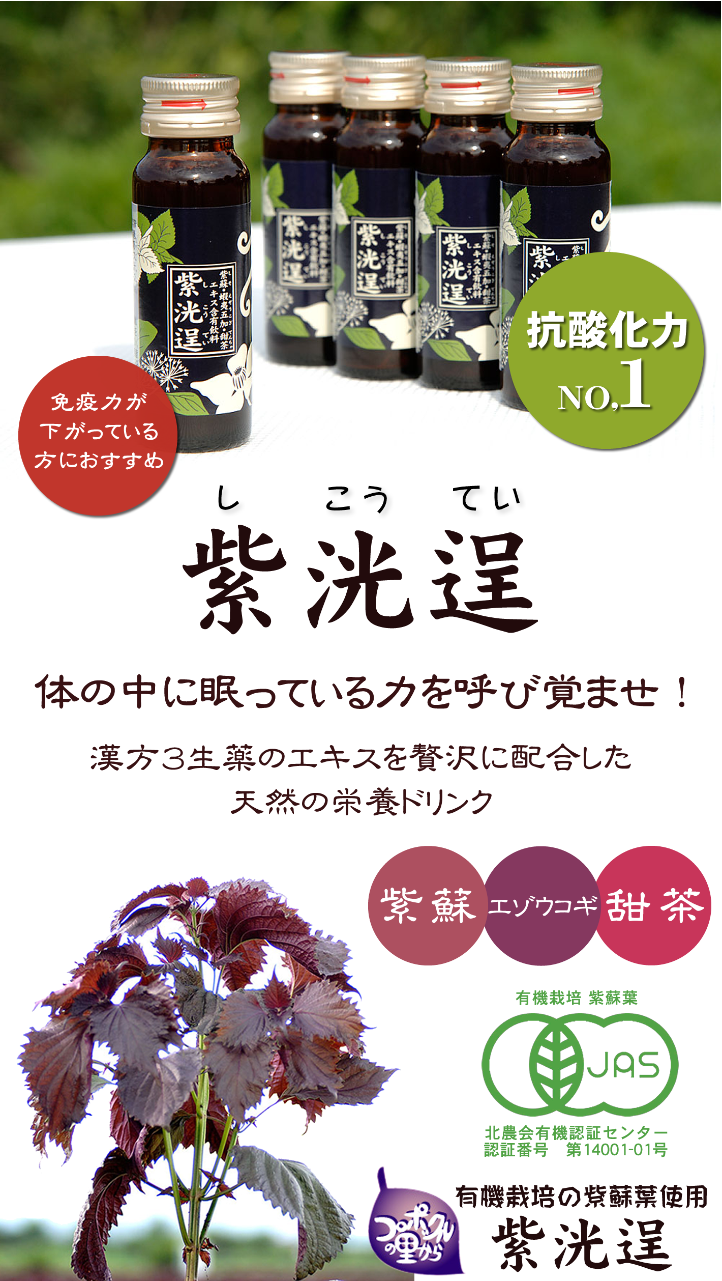 シソ茶の効果・効能や味とは？ 正しい作り方やおススメ入手法お茶ラボ