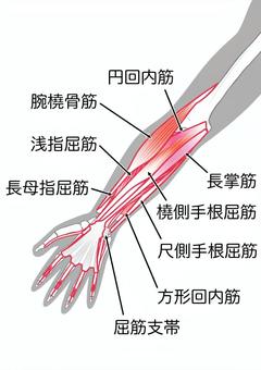 腕橈骨筋とは？特徴や位置、鍛え方・ストレッチ法など徹底解説！セラピストプラス医療介護・リハビリ・療法士のお役立ち情報