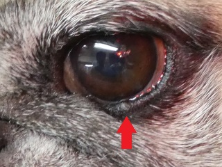 愛犬のまぶたにできるイボは「ものもらい」。その正体や治療方法を解説ワンクォール