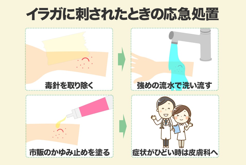 ウスムラサキイラガ