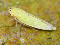 スモモの葉が穴だらけになりました 。早速、質問なんですがスモモの- Yahoo!知恵袋