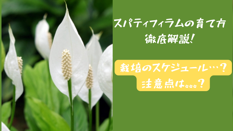 スパティフィラムの育て方花が咲かない原因は？植え替え・株分けのやり方は？🍀GreenSnap グリーンスナップ