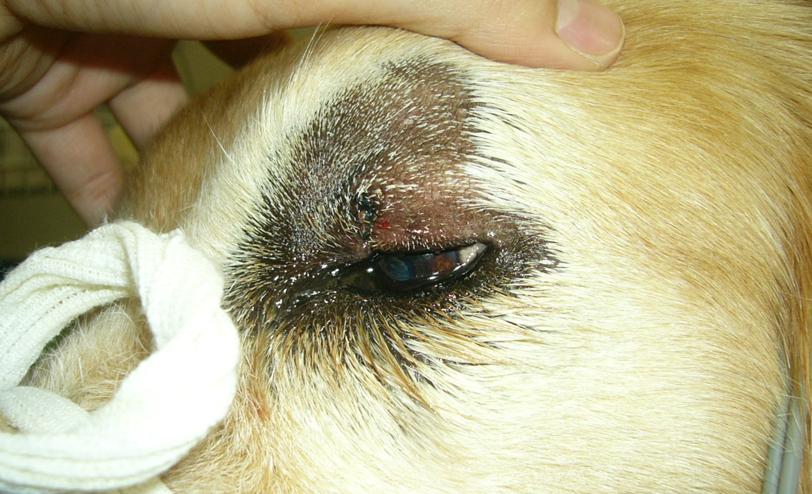 犬の「ものもらい」とは？症状や原因と予防対策について解説ColumnLevees レビーズ “ Animal Rights! ”動物の権利を考えるWEBマガジン