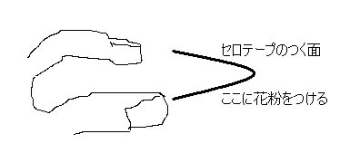 保存版！ 顕微鏡で花粉の形を観察するコツ記事カテゴリBuNa - Bun-ichi Nature Web Magazine 文一総合出版