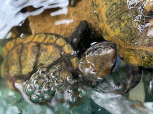 イシガメ飼育 水カビの治療はこれだ！新しい治療法はじめました