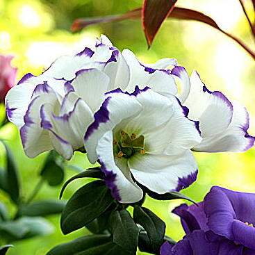 トルコキキョウの育て方は？細かいポイントまで丁寧に解説