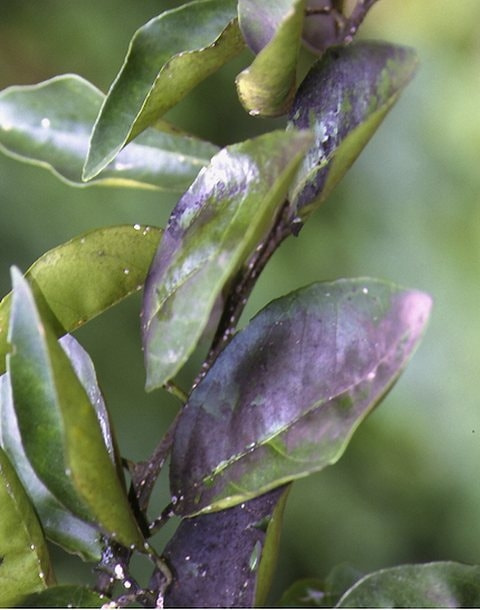 いまさら聞けない「すす病」の原因と対策症状の特徴、診断のポイント、植物への影響とその対処法を徹底解説マイナビ農業