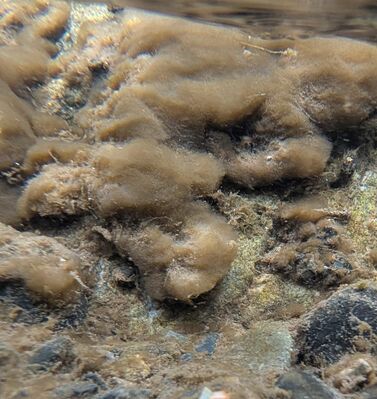 ミス・ワールド ファイナリストNo.1〜No.5までを一挙ご紹介！『ミス・ワールド・ジャパン2022 ファイナリスト発表会見』