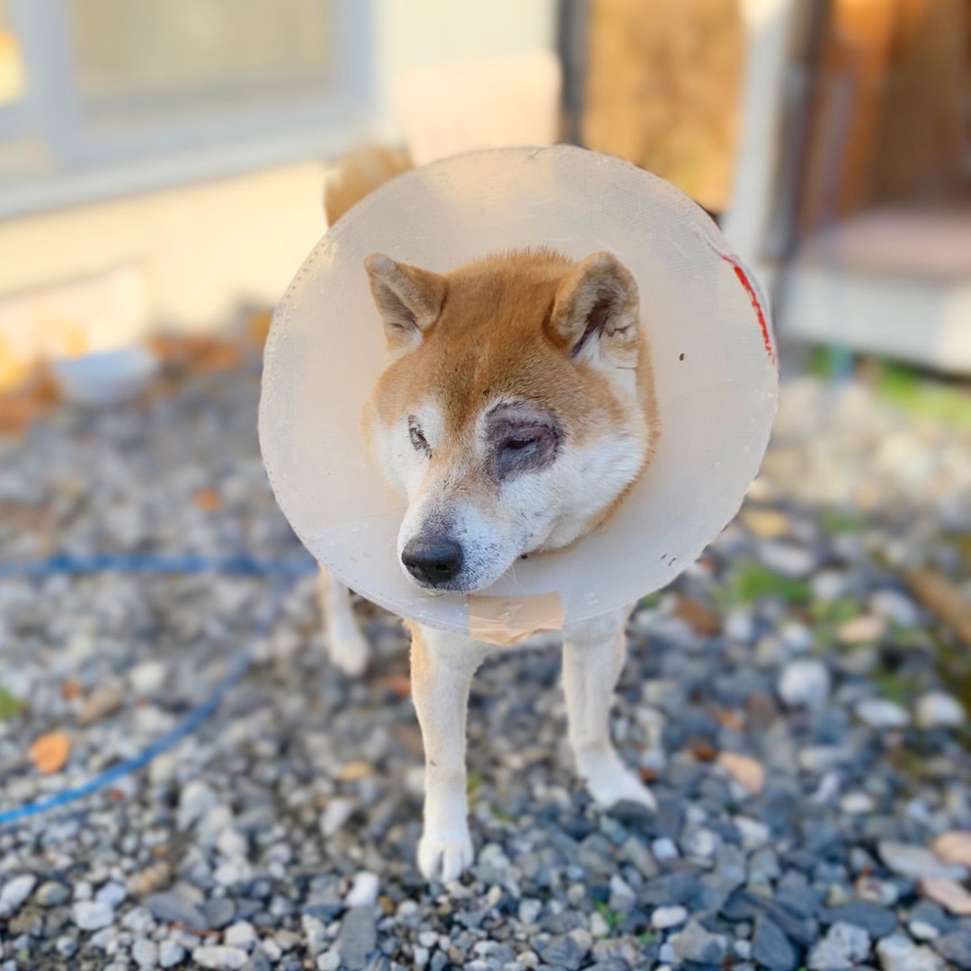 異所性睫毛ならしの動物医療センタ