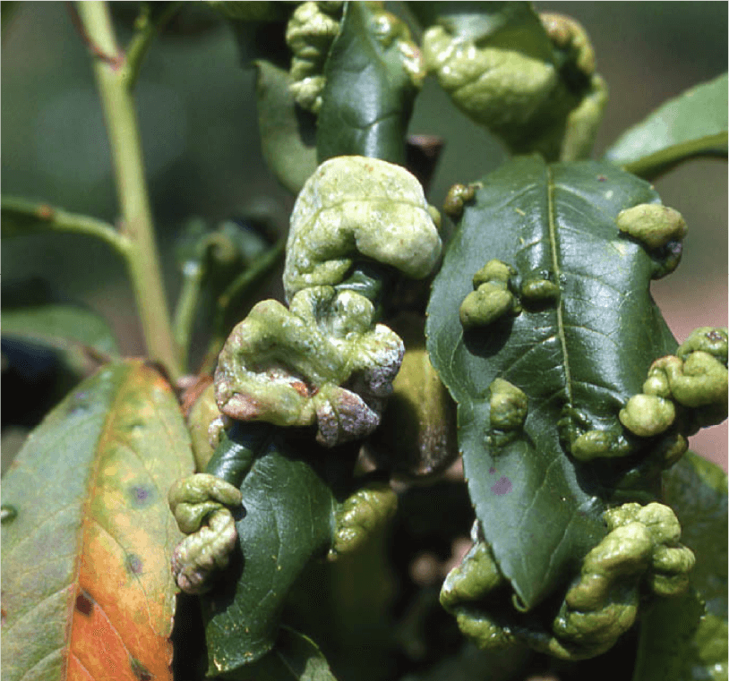 葉が真っ白に変色「モモヒメヨコバイ」 - 庭サポ