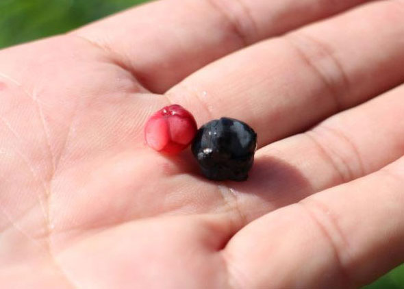 ドクゼリ - Wikipedia