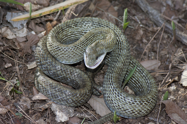 楽天市場楽天1位4冠達成！ 開運 キーホルダー 蛇 木製 彫刻 とぐろを巻く蛇キーホルダー 巳のお守り ラッキースネーク 風水 干支 アクセサリー吊り下げ おしゃれ かっこいい ギフト インテリア オブジェ プレゼント 飾り 雑貨 お守り 車内アクセサリー : AiO Online