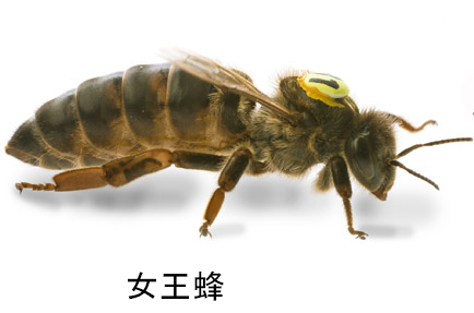 分蜂蜂球-, 春に日本ミツバチの分峰を撮影🍯🐝🐝,日本ミツバチは子孫を残すために毎年春になると分蜂します。新しい巣に向かう途中に木の枝に一旦休憩するかのように蜂球をつくり、その蜂球の真ん中には女王蜂がいて働き蜂、雄蜂、偵察蜂等に守られているみたい🐝,住んでいた巣には娘女王蜂を残し母女王蜂が群れを率いて新たな巣へ飛んでいくそうですね🐝,