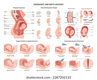 胎児 妊婦 子宮 胎盤 解剖 歴史 の画像素材 64177095イラスト素材ならイメージナビ