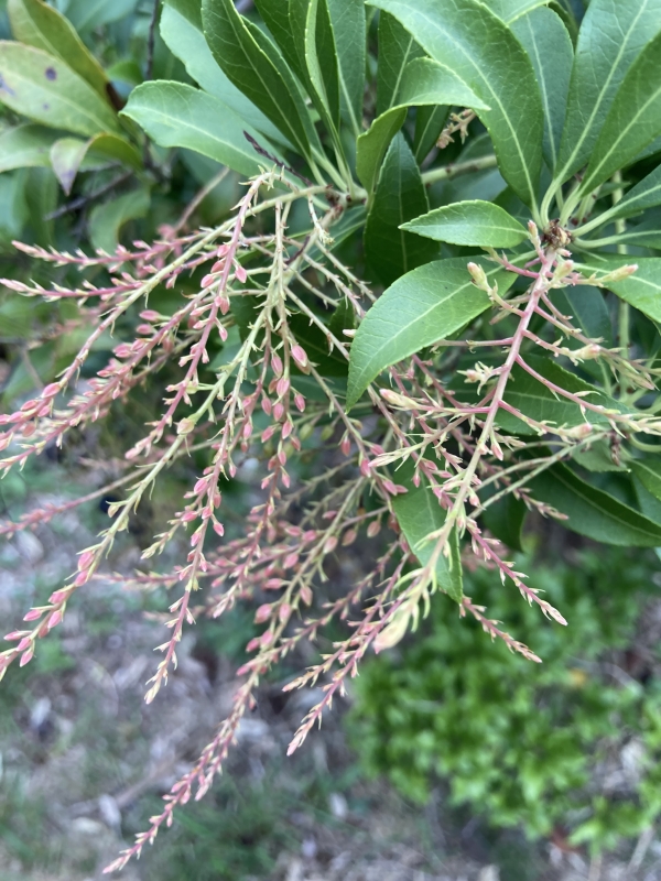 アセビ 新・花と緑の詳しい図鑑