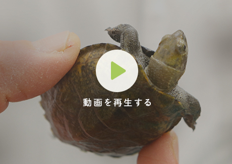 クサガメブラック？～薬浴療法開始の顛末中年とカメ c⌒っ ´・д・ っ - 楽天ブログ