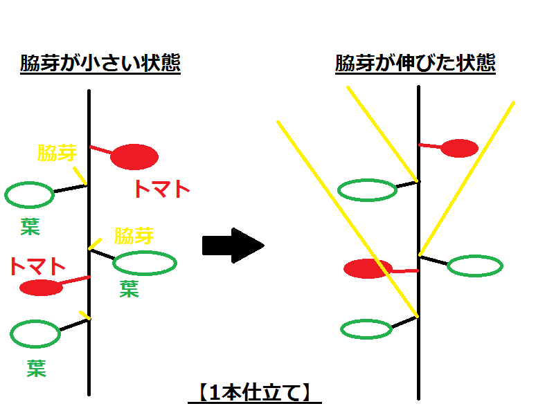 自分流 ミニトマトの育て方 - お伽の里通信 ～湯之谷けんぽセンター～
