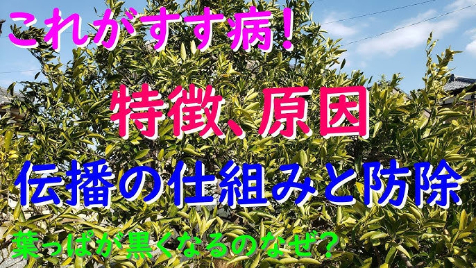 レモンのスス病。コスって治す