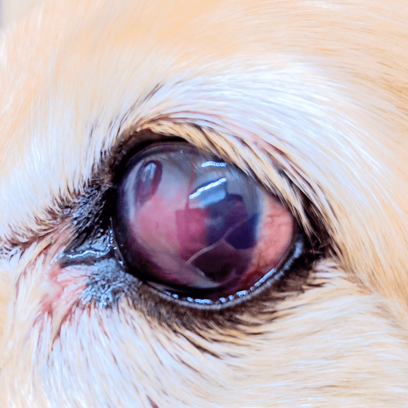 眼科あだち動物病院