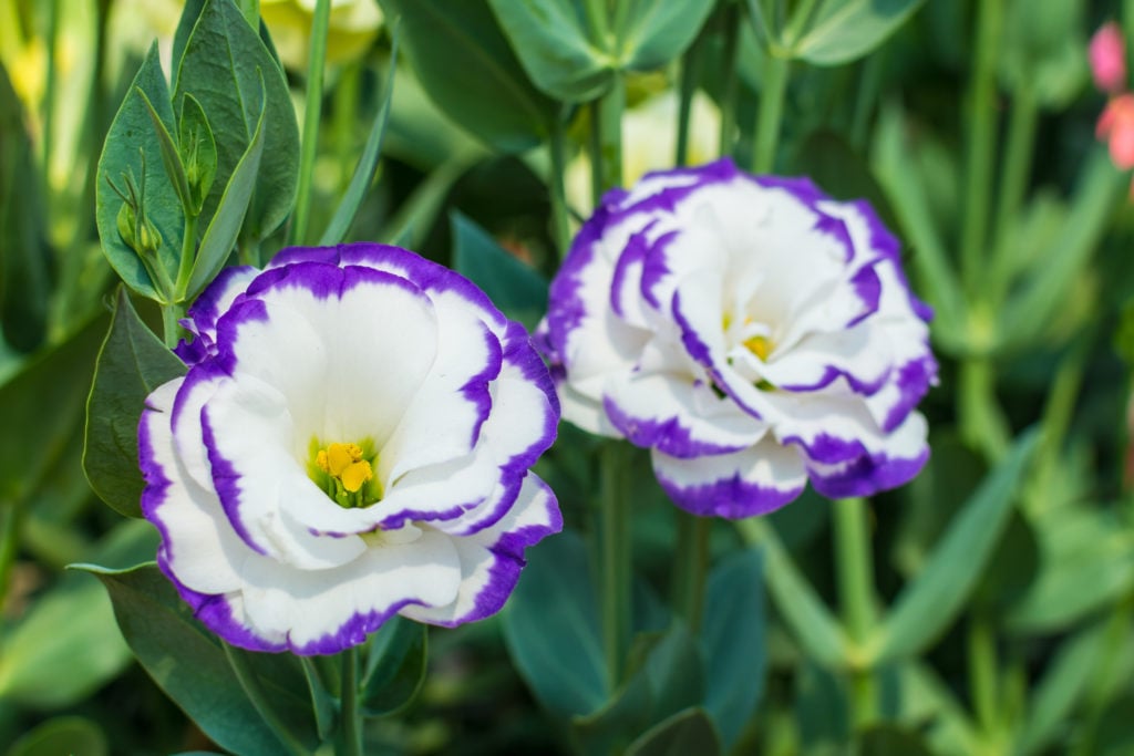 トルコギキョウの育て方・栽培方法植物図鑑みんなの趣味の園芸 NHK出版