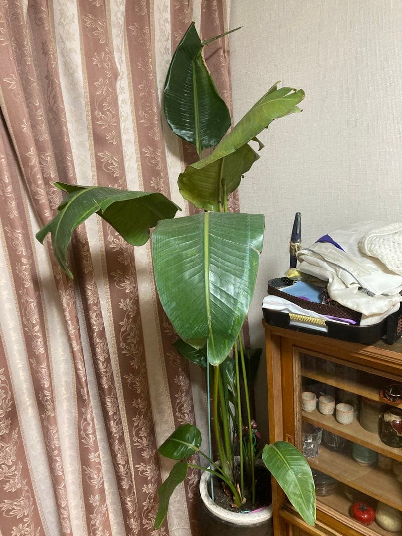 ③ 現品販売のストレッチア・レギネ8号鉢 極楽鳥花 今年は品薄状態です