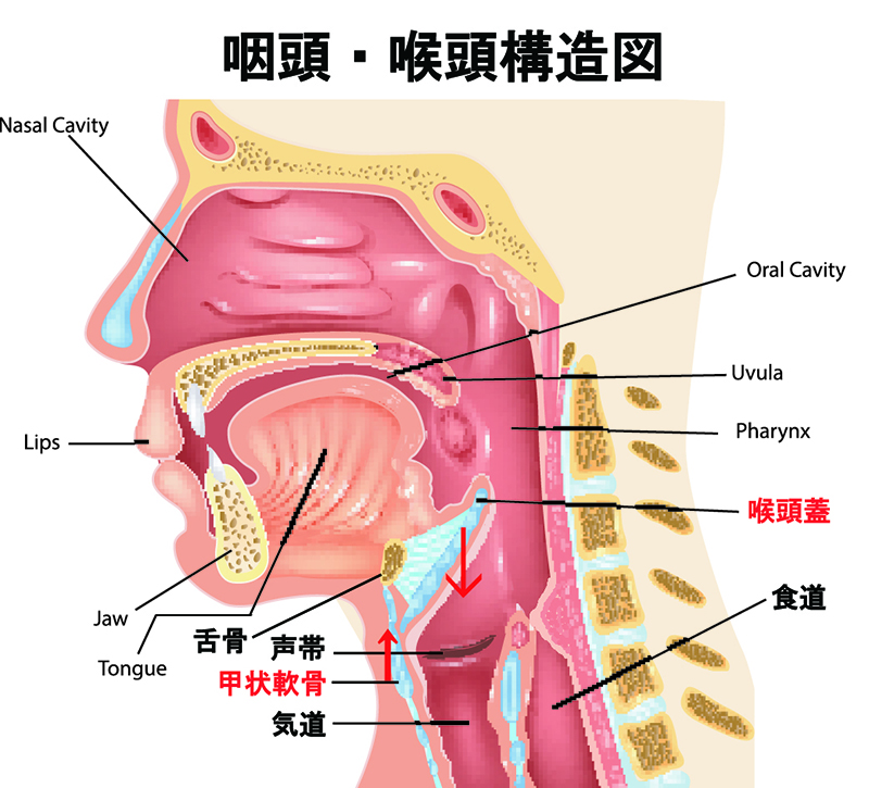 喉頭 コウトウ とは? 意味や使い方 - コトバンク