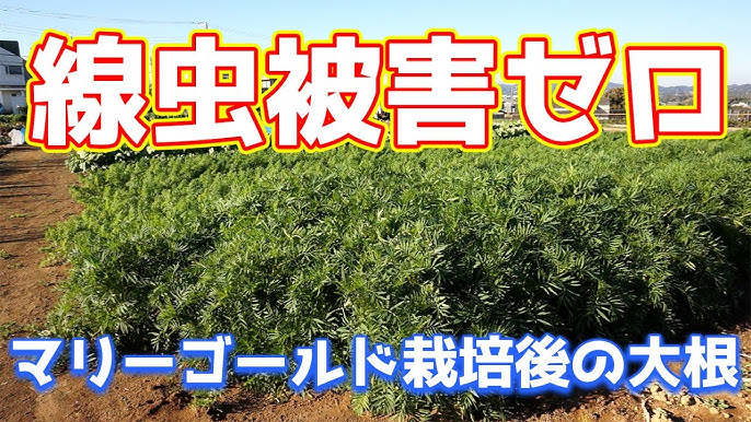 続報、マリーゴールドはコンパニオンにアリ、ナシ？プリメロ菜園通信