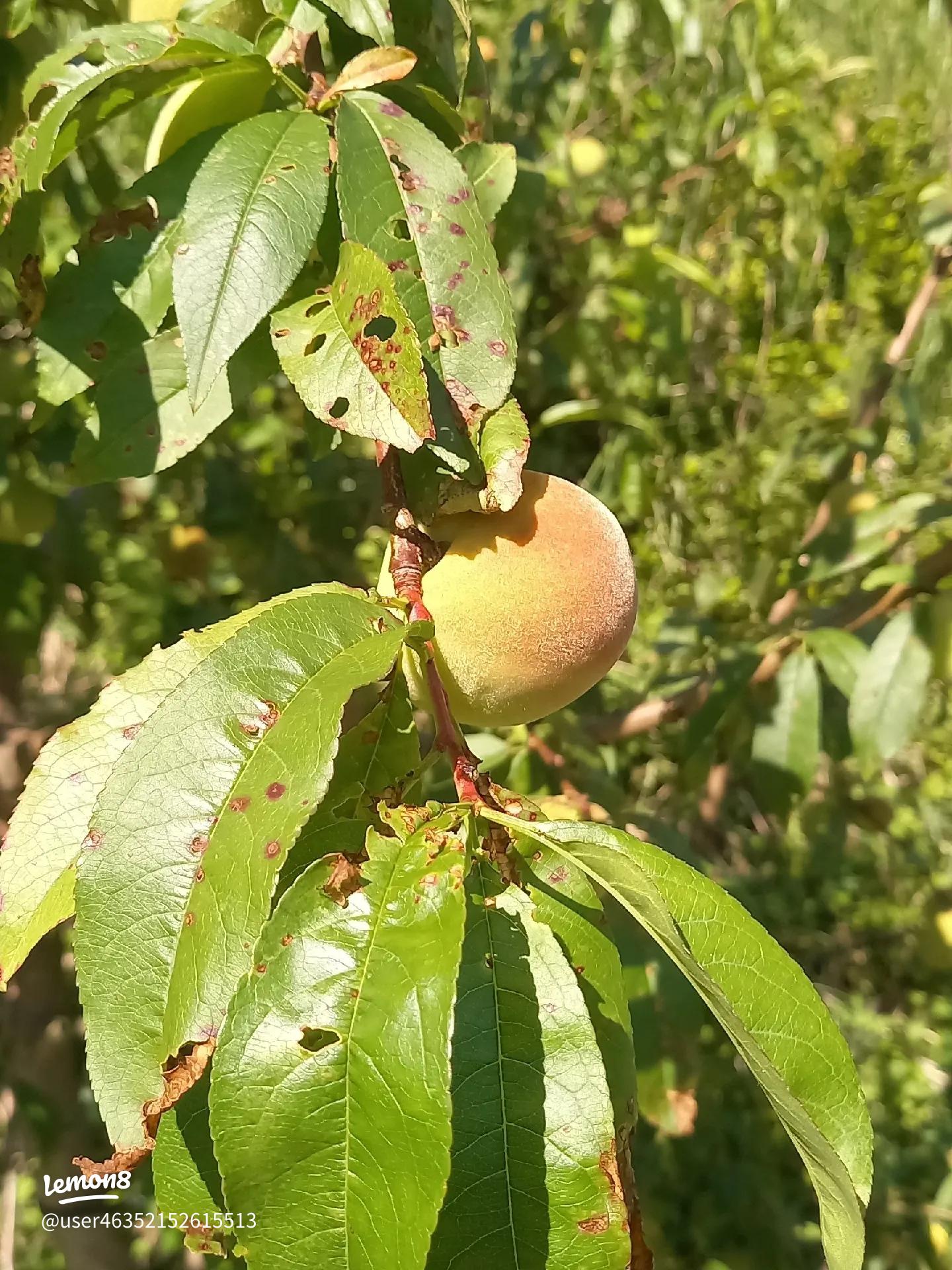 こんにちは。お尋ねしたい事があります。花桃の葉っぱ、が色 園芸相談Q＆Aみんなの趣味の園芸
