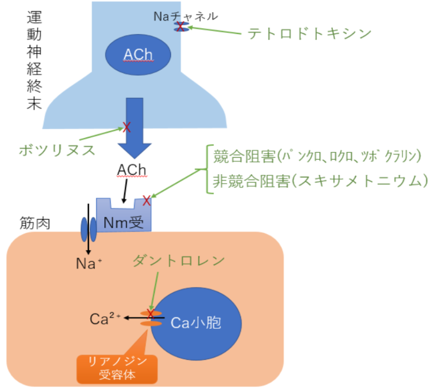 KEGG DGROUP: ツボクラリン