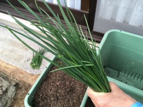 ワケギの上手な育て方