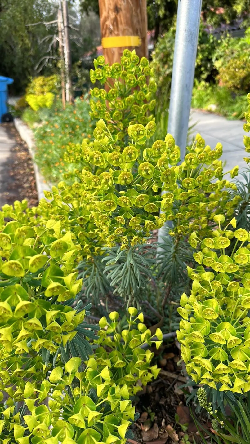 ユーフォルビア・カラキアスの育て方について。ウルフェニーとの違いは？ 色々な品種の元です。 - ショウタロウブログ