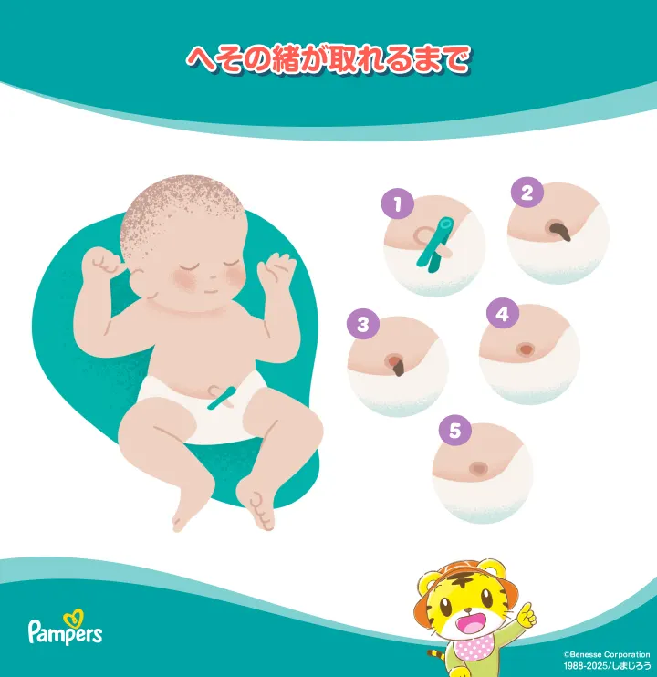 SHIZUKU ＜へその緒＞ – Solid Love