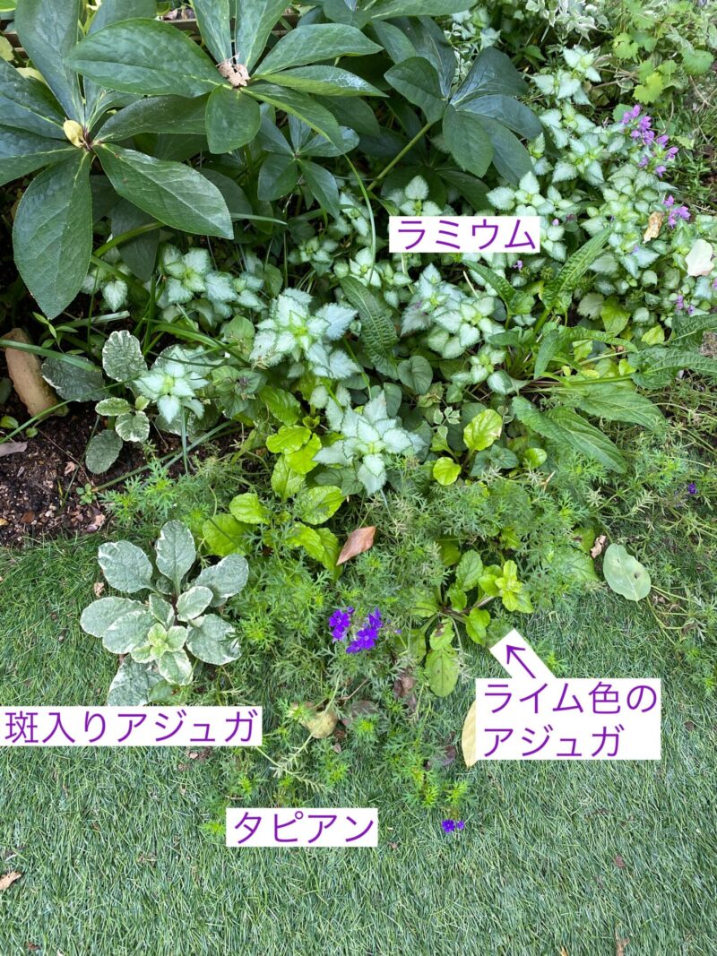 リシマキアの2つの増やし方挿し木・株分け、どちらがよく育つか実験していますカジトラ