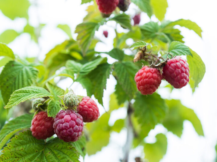 ラズベリーの育て方 改訂版Takanashi