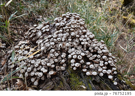 蓮コラの写真素材 - PIXTA