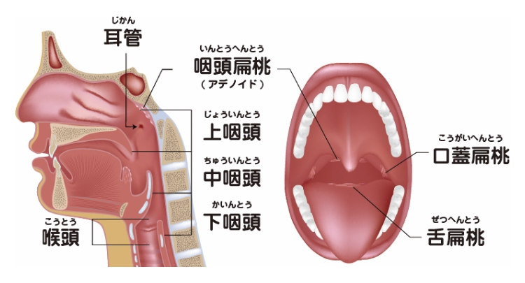 市販の抗炎症薬、塗り薬や飲み薬の正しい選び方・使い方セルフケアお役立ち情報くすりと健康の情報局