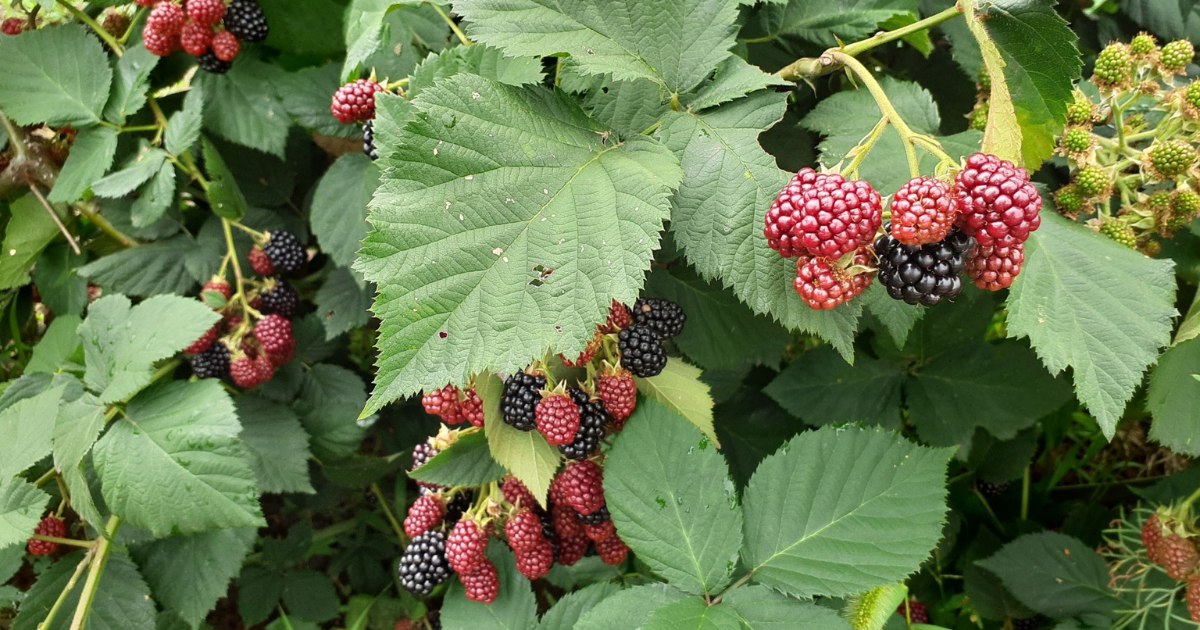 初心者向けラズベリーの育て方！自宅の庭で収穫を楽しむには