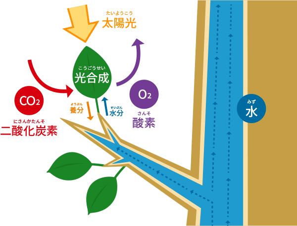私たちが木を切る理由福島県中央木材市場