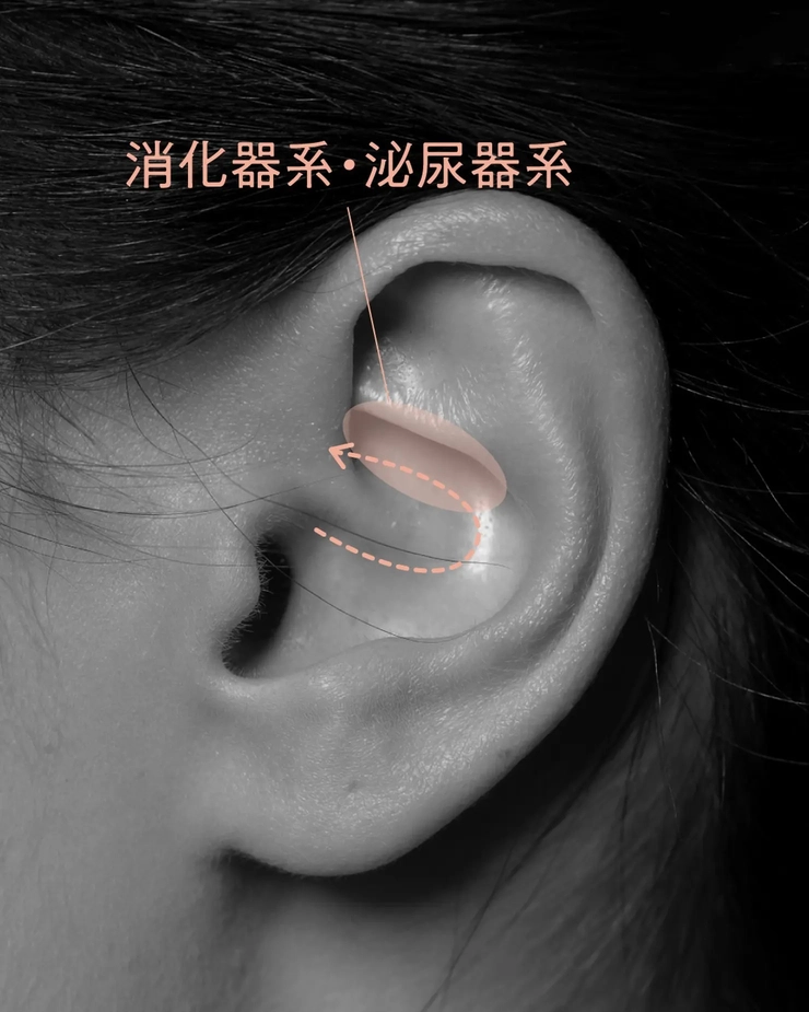 耳つぼ 神門の効果とツボの位置 - 小林整骨院の体の悩み痛み改善コラム