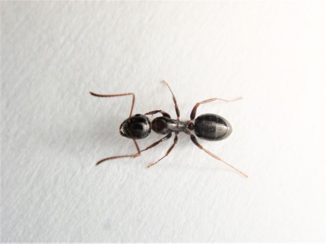 家の中でアリ見かけたことありませんか？もしかしたら外壁に巣があるかも！防水工事・雨漏り修理なら「雨漏り点検ダイヤル」へ