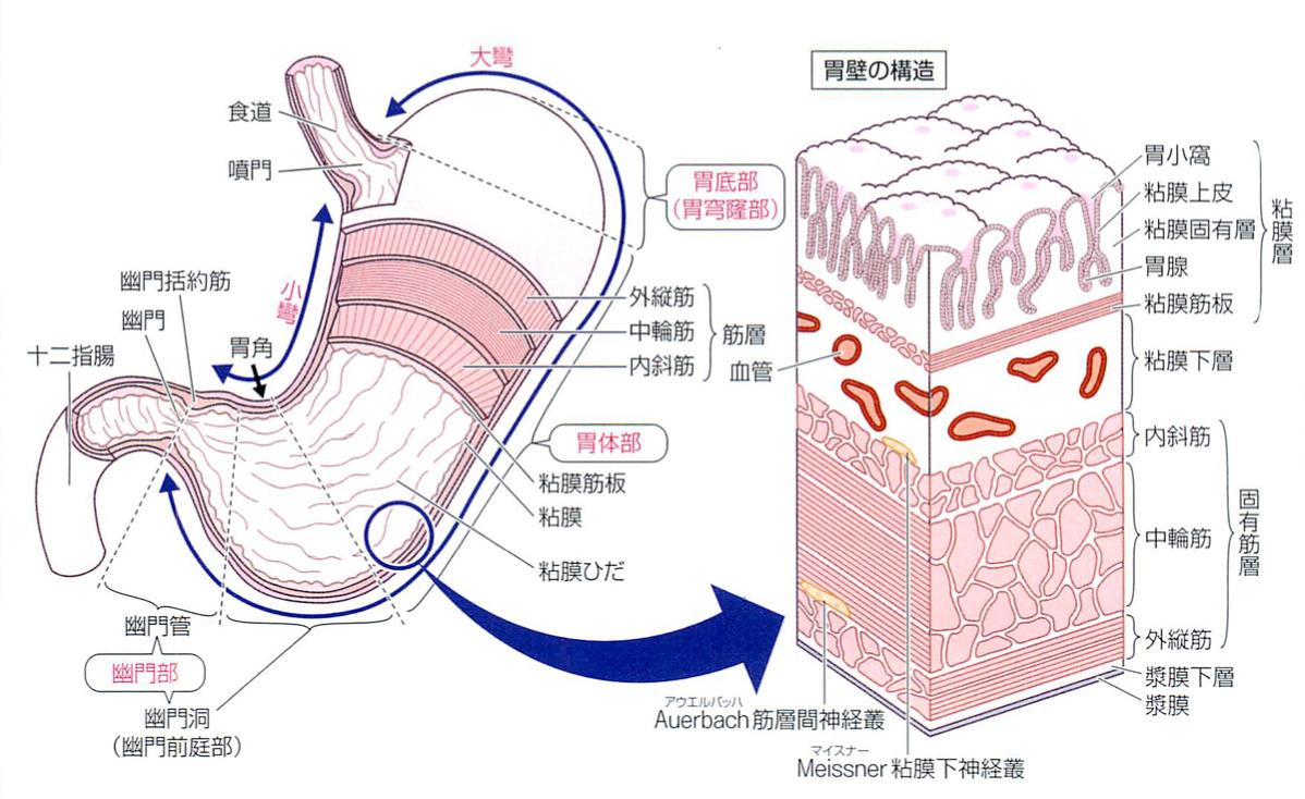 284 「消化管 X 線検査について」シリーズ 4 「医療の中の放射線」シリーズ 41 「一般撮影領域の