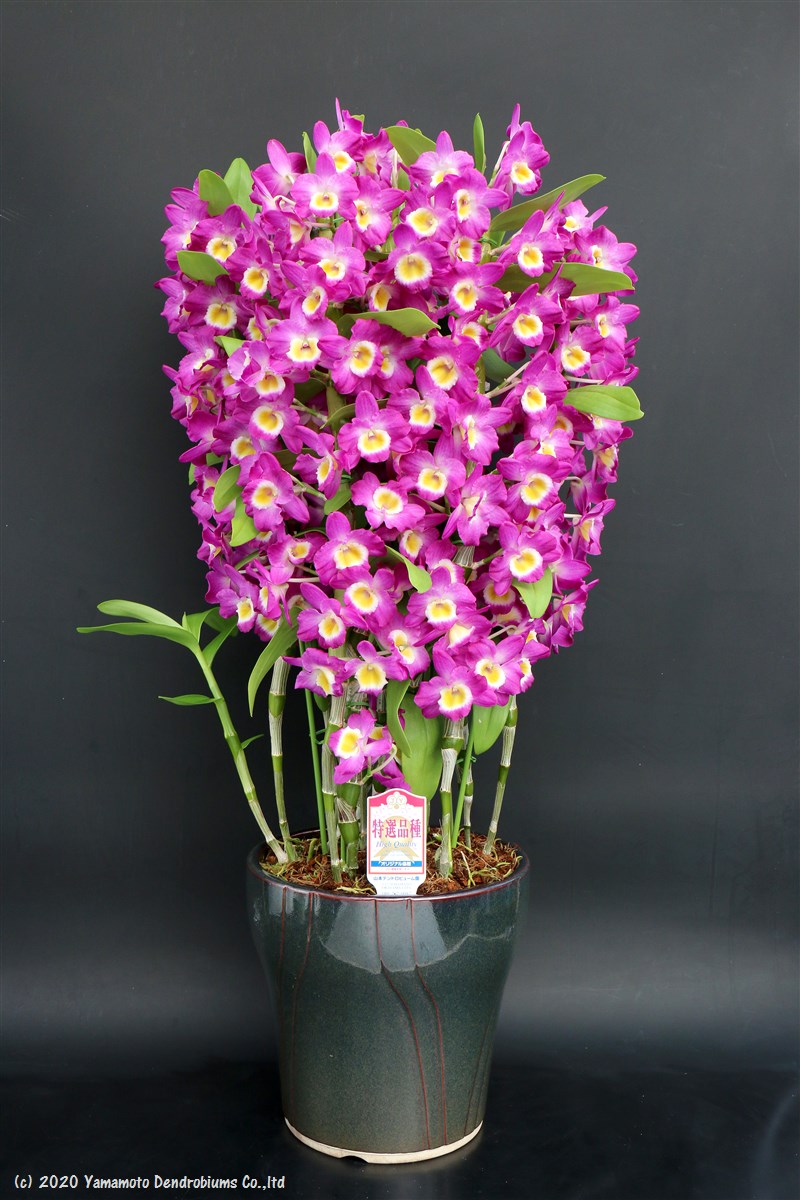 メロンパイの「ナデシコ 